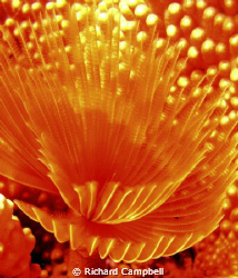 flowers of the sea..Sealife DC1000.. by Richard Campbell 